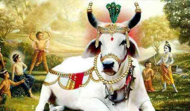 गाय है भारतीय संस्कृति का तिलक