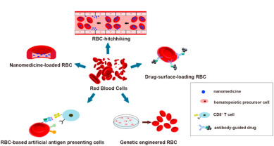 Study unveils protein synthesis in red blood cells