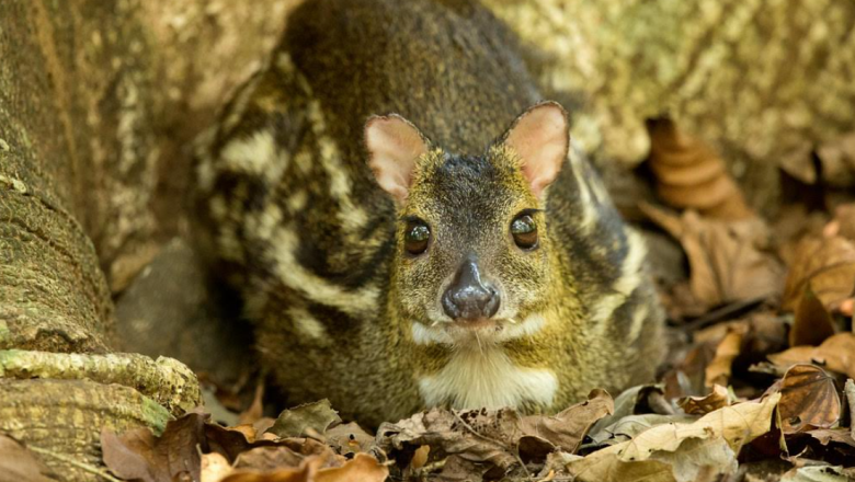 Pheromone play a role in reproduction of mouse deer