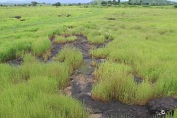 महाराष्ट्र से खोजा गया नया पठार