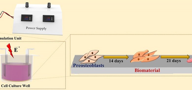 Electrical stimulation to accelerate bone regeneration