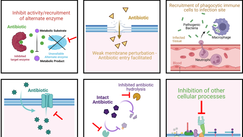 Adjuvant molecules to fight antibiotic resistance