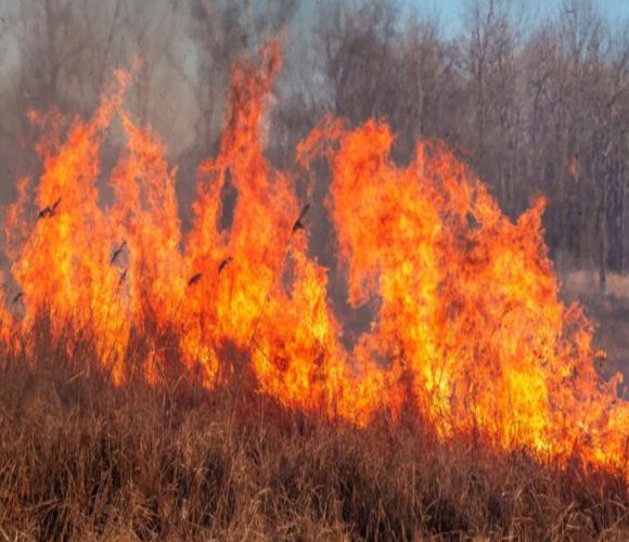 वायु प्रदूषण: सही कारण का हल ही करेगा नियंत्रण