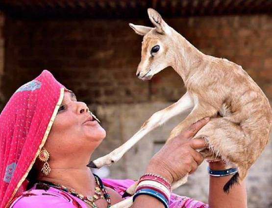 वन्य जीवों और पेड़ों के लिए अपनी जान पर खेलता बिश्नोई समाज